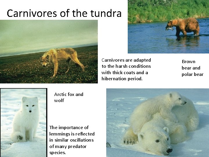 Carnivores of the tundra Carnivores are adapted to the harsh conditions with thick coats