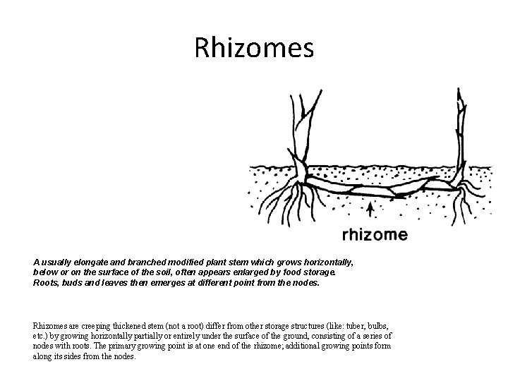 Rhizomes A usually elongate and branched modified plant stem which grows horizontally, below or