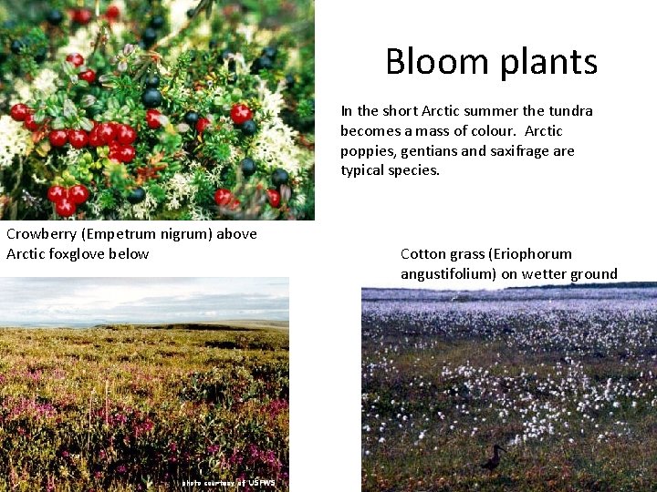 Bloom plants In the short Arctic summer the tundra becomes a mass of colour.