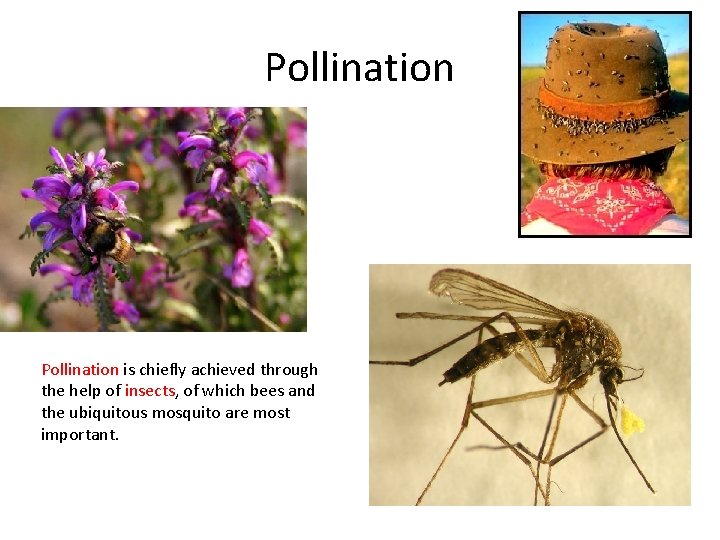 Pollination is chiefly achieved through the help of insects, of which bees and the