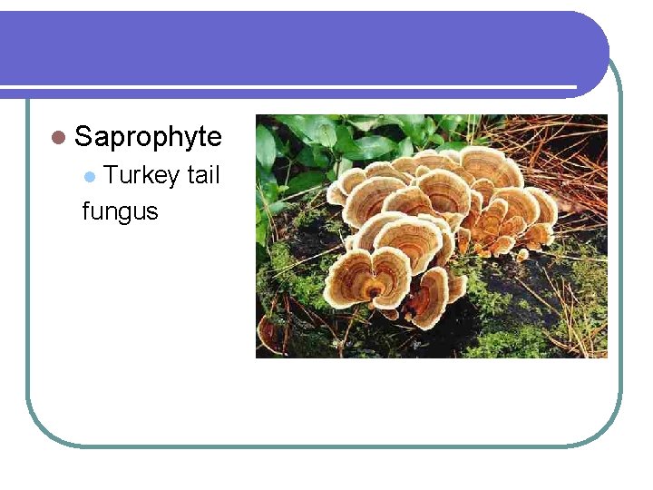 l Saprophyte Turkey tail fungus l 