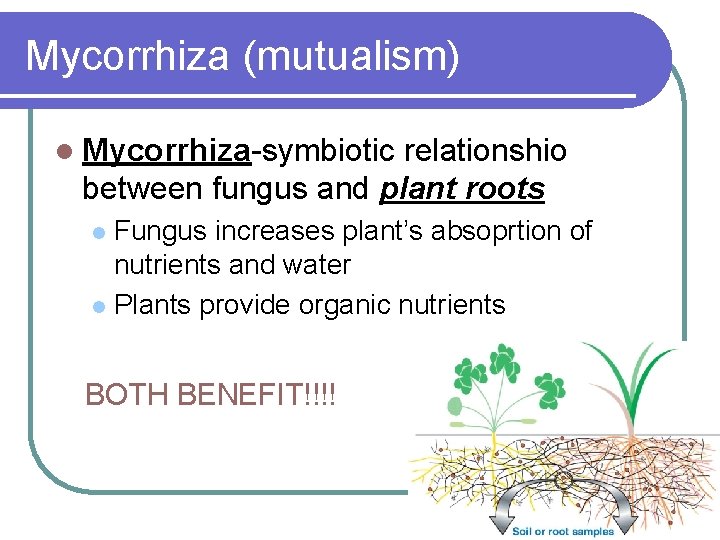 Mycorrhiza (mutualism) l Mycorrhiza-symbiotic relationshio between fungus and plant roots Fungus increases plant’s absoprtion