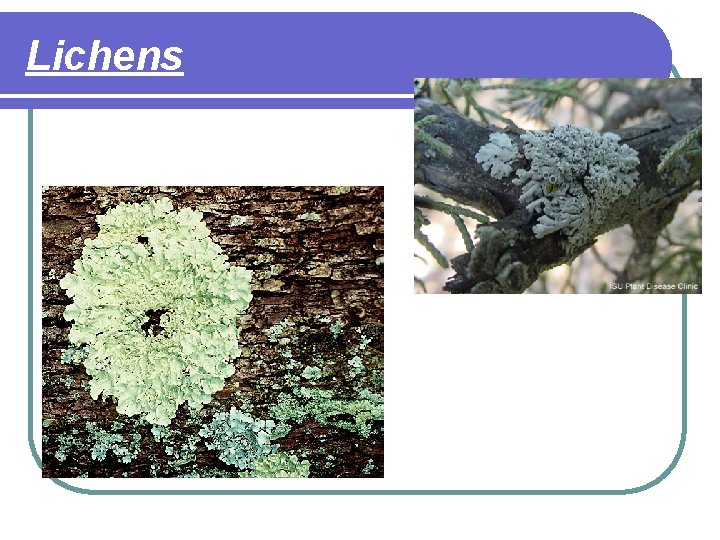 Lichens 