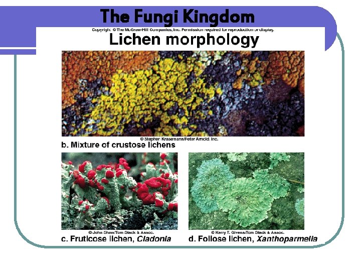 The Fungi Kingdom 