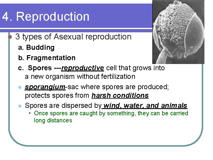 4. Reproduction l 3 types of Asexual reproduction a. Budding b. Fragmentation c. Spores