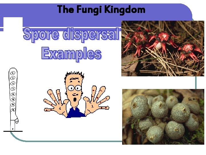The Fungi Kingdom 
