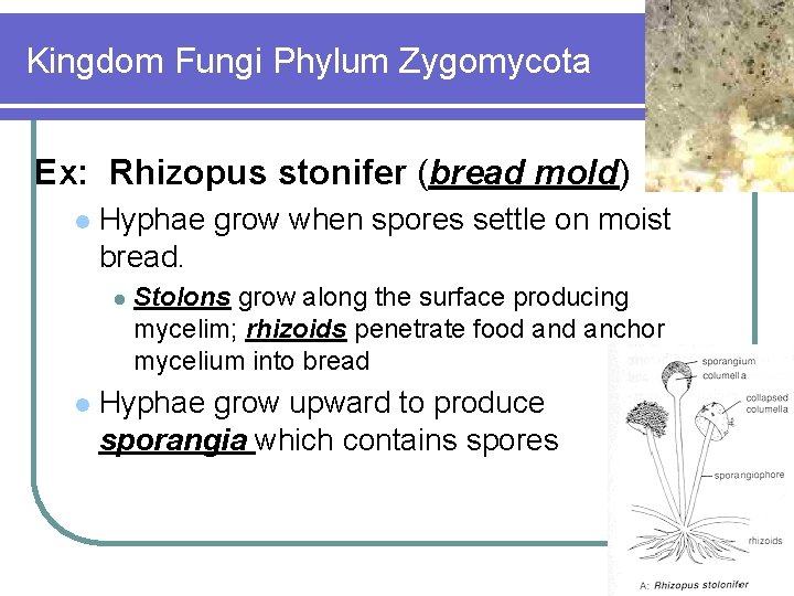 Kingdom Fungi Phylum Zygomycota Ex: Rhizopus stonifer (bread mold) l Hyphae grow when spores