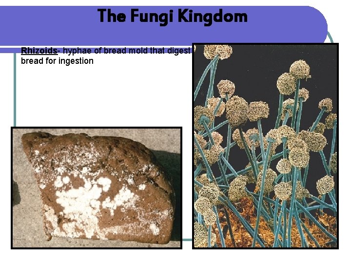 The Fungi Kingdom Rhizoids- hyphae of bread mold that digest bread for ingestion 