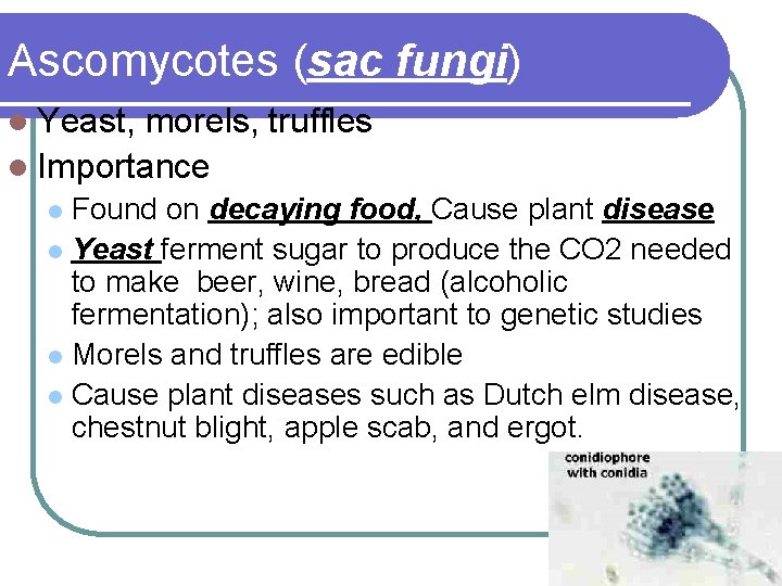 Ascomycotes (sac fungi) l Yeast, morels, truffles l Importance Found on decaying food, Cause