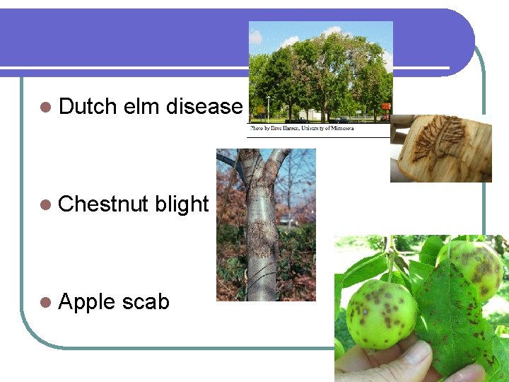 l Dutch elm disease l Chestnut l Apple blight scab 