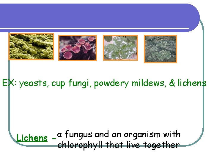 EX: yeasts, cup fungi, powdery mildews, & lichens Lichens - a fungus and an