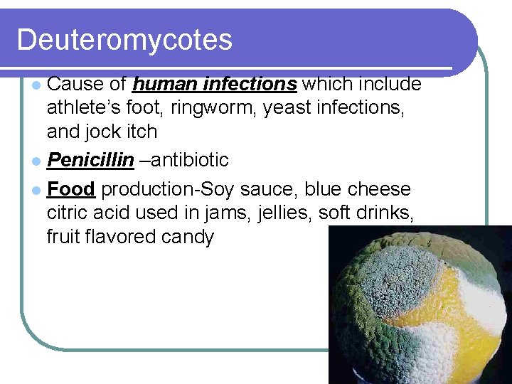 Deuteromycotes Cause of human infections which include athlete’s foot, ringworm, yeast infections, and jock