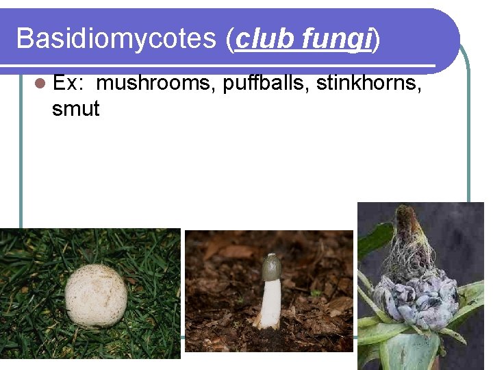 Basidiomycotes (club fungi) l Ex: mushrooms, puffballs, stinkhorns, smut 