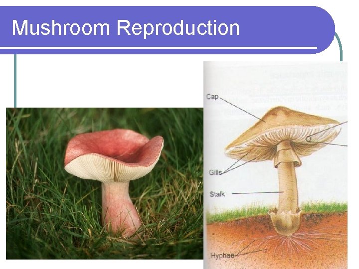 Mushroom Reproduction 