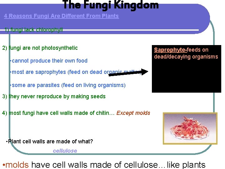 The Fungi Kingdom 4 Reasons Fungi Are Different From Plants 1) fungi lack chlorophyll