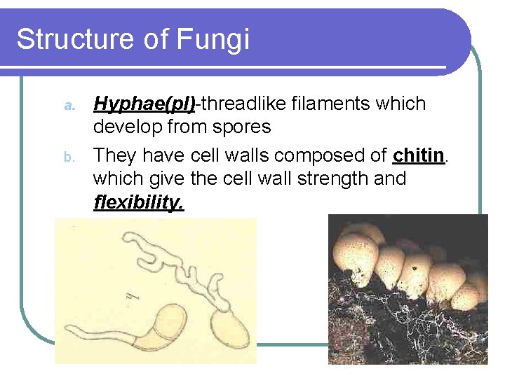 Structure of Fungi a. b. Hyphae(pl)-threadlike filaments which develop from spores They have cell