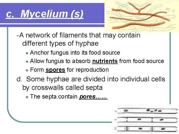 c. Mycelium (s) -A network of filaments that may contain different types of hyphae