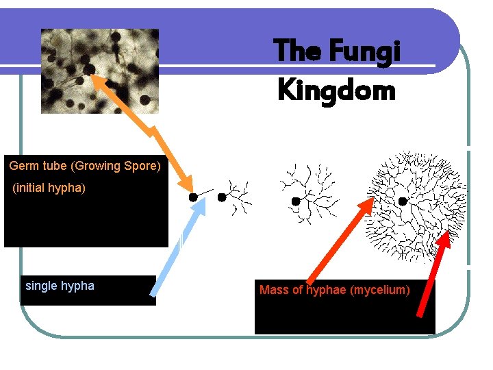 The Fungi Kingdom Germ tube (Growing Spore) (initial hypha) single hypha Mass of hyphae