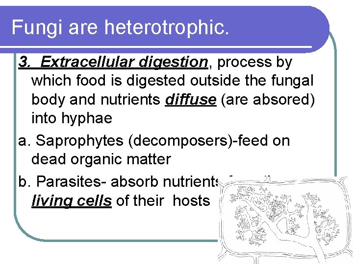 Fungi are heterotrophic. 3. Extracellular digestion, process by which food is digested outside the