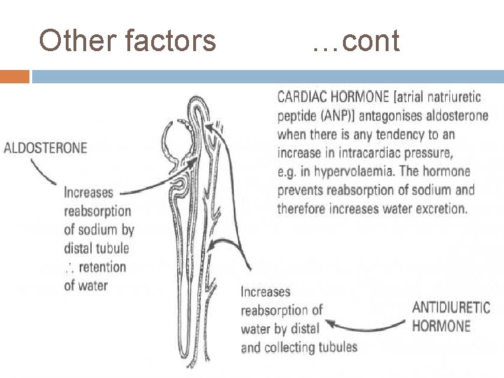 Other factors …cont Other factors …cont