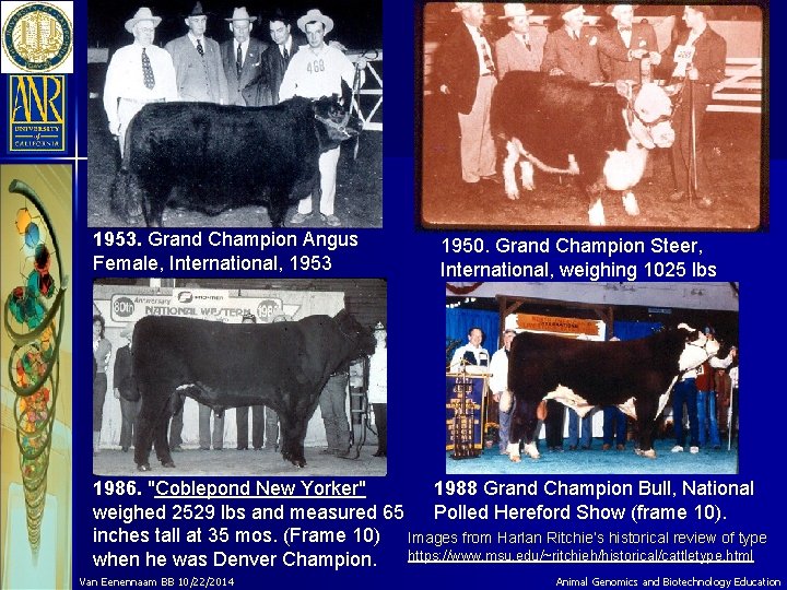 1953. Grand Champion Angus Female, International, 1953 1950. Grand Champion Steer, International, weighing 1025