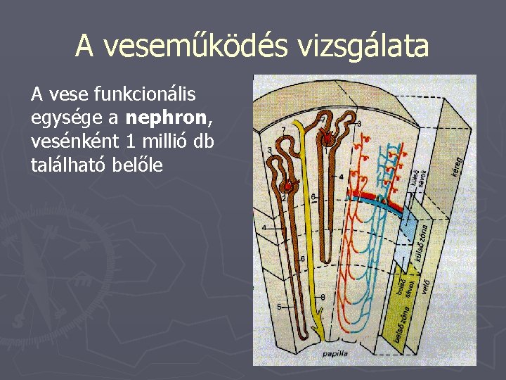 A veseműködés vizsgálata A vese funkcionális egysége a nephron, vesénként 1 millió db található