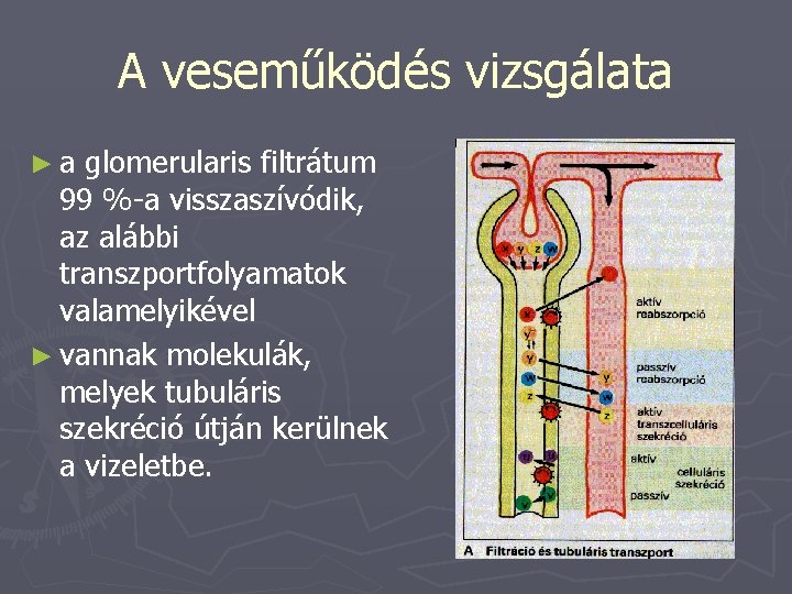 A veseműködés vizsgálata ►a glomerularis filtrátum 99 %-a visszaszívódik, az alábbi transzportfolyamatok valamelyikével ►