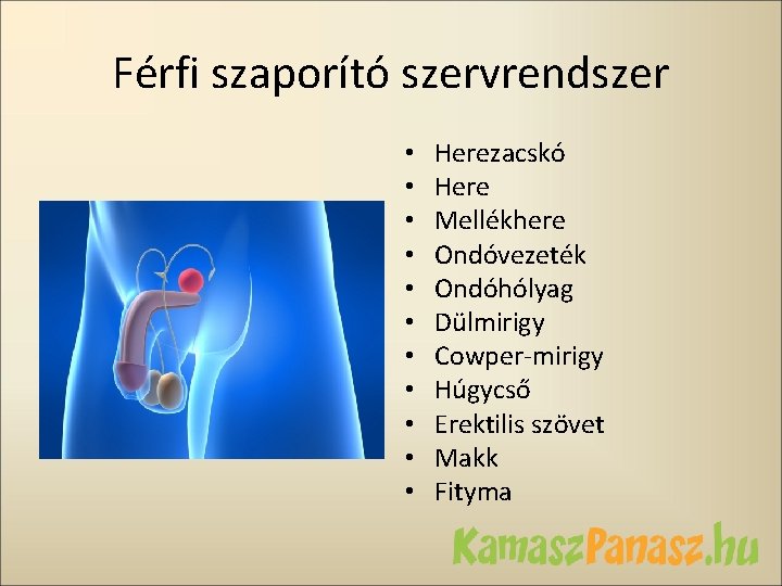 Férfi szaporító szervrendszer • • • Herezacskó Here Mellékhere Ondóvezeték Ondóhólyag Dülmirigy Cowper-mirigy Húgycső