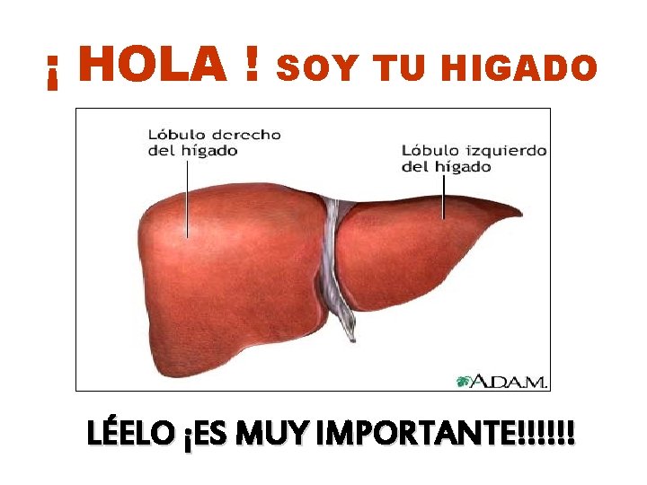 ¡ HOLA ! SOY TU HIGADO LÉELO ¡ES MUY IMPORTANTE!!!!!! ¡ HOLA ! SOY TU HIGADO LÉELO ¡ES MUY IMPORTANTE!!!!!!