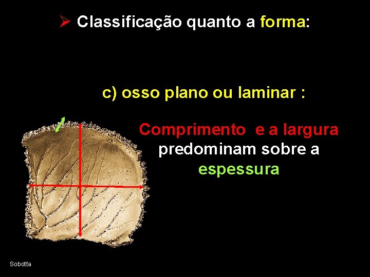 SISTEMA ESQUELTICO OSTEOLOGIA Homem transparente Ossos Os ossos
