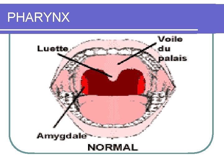 PHARYNX 
