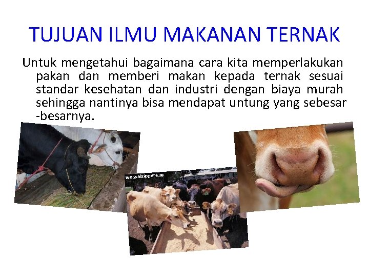 TUJUAN ILMU MAKANAN TERNAK Untuk mengetahui bagaimana cara kita memperlakukan pakan dan memberi makan