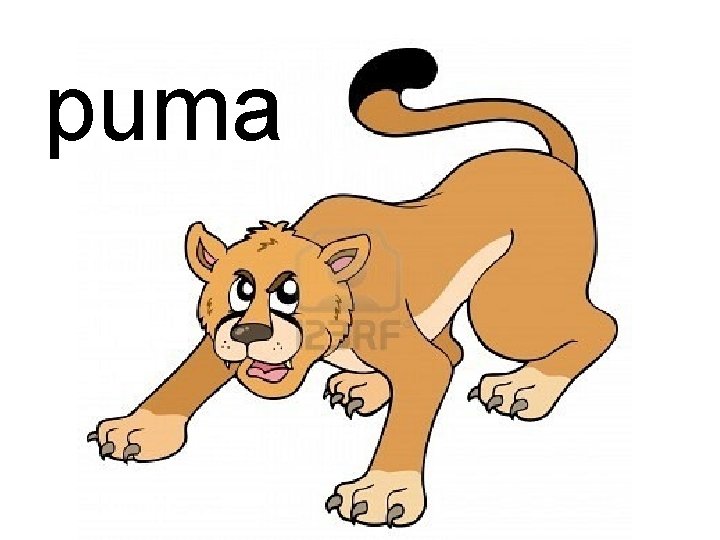 puma 