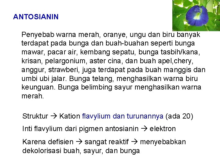 ANTOSIANIN Penyebab warna merah, oranye, ungu dan biru banyak terdapat pada bunga dan buah-buahan