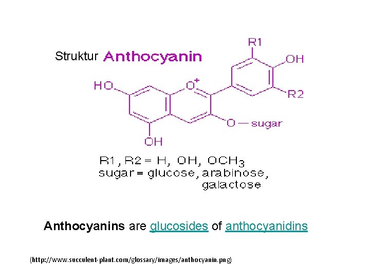 Struktur Anthocyanins are glucosides of anthocyanidins (http: //www. succulent-plant. com/glossary/images/anthocyanin. png) 