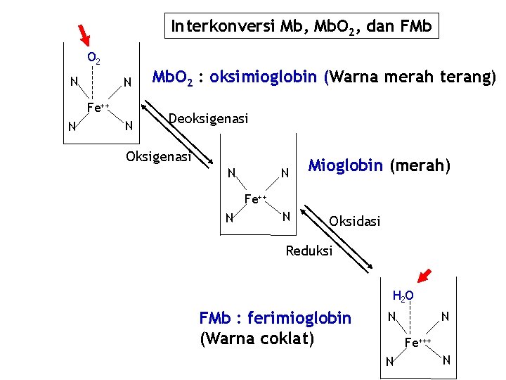 Interkonversi Mb, Mb. O 2, dan FMb O 2 N N Fe++ N N