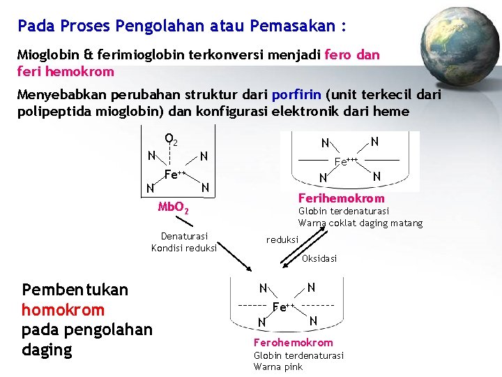 Pada Proses Pengolahan atau Pemasakan : Mioglobin & ferimioglobin terkonversi menjadi fero dan feri