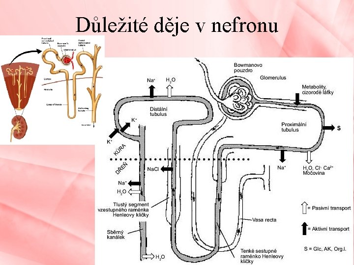 Důležité děje v nefronu Vylučovací soustava 10 