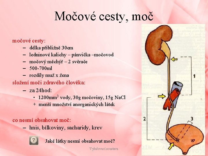 Močové cesty, močové cesty: – – – délka přibližně 30 cm ledninové kalichy –