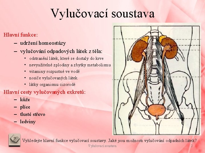 Vylučovací soustava Hlavní funkce: – udržení homeostázy – vylučování odpadových látek z těla: •