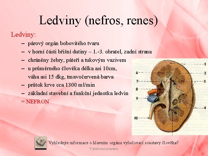 Ledviny (nefros, renes) Ledviny: – – párový orgán bobovitého tvaru v horní části břišní