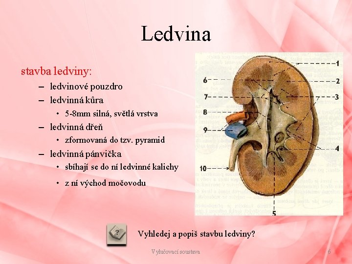 Ledvina stavba ledviny: – ledvinové pouzdro – ledvinná kůra • 5 -8 mm silná,