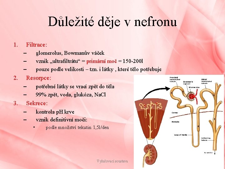 Důležité děje v nefronu 1. Filtrace: – – – 2. glomerolus, Bowmanův váček vznik