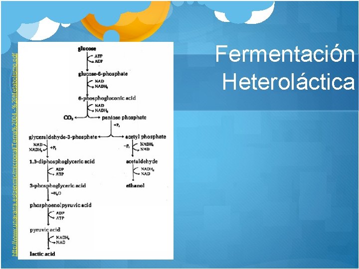 http: //www. unavarra. es/genmic/microgral/Tema%2004. -%20 Metabolismo. pdf Fermentación Heteroláctica 