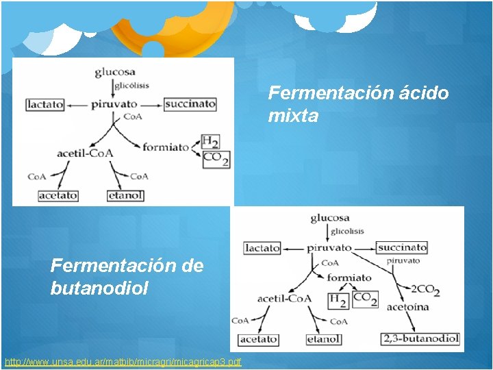 Fermentación ácido mixta Fermentación de butanodiol http: //www. unsa. edu. ar/matbib/micragri/micagricap 3. pdf 