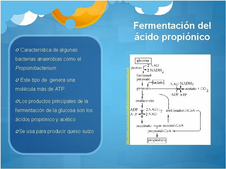 Fermentación del ácido propiónico Característica de algunas Propionibacterium Este tipo de genera una molécula