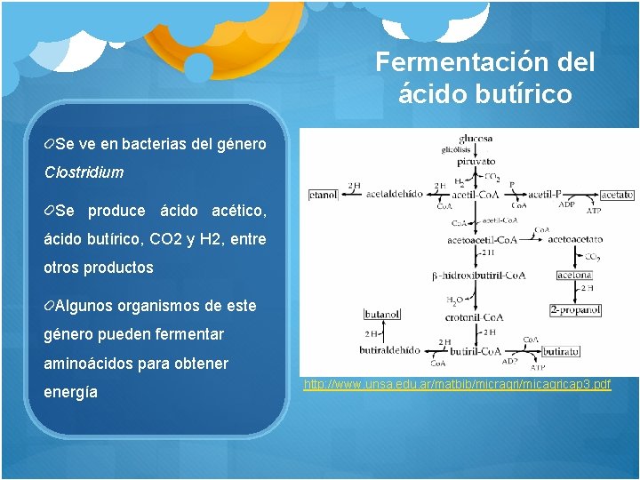 Fermentación del ácido butírico Se ve en bacterias del género Clostridium Se produce ácido