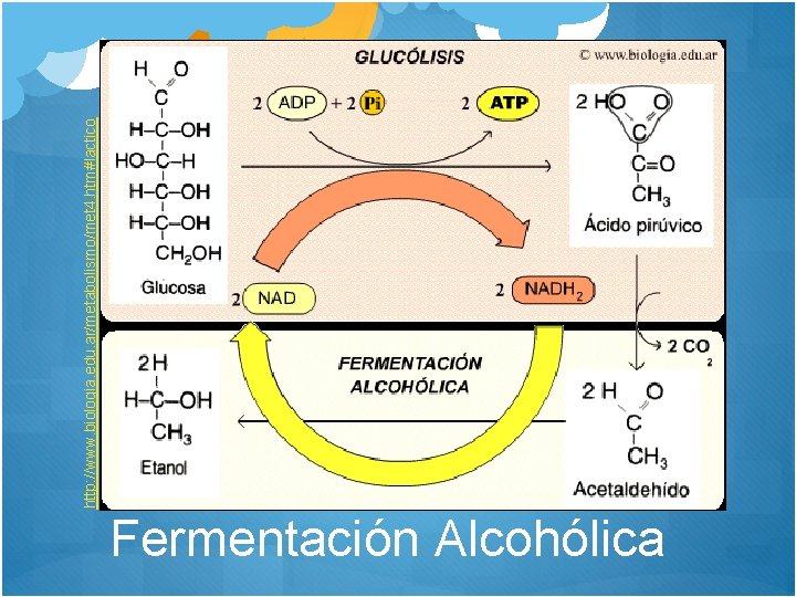  Fermentación Alcohólica http: //www. biologia. edu. ar/metabolismo/met 4. htm#lactico 
