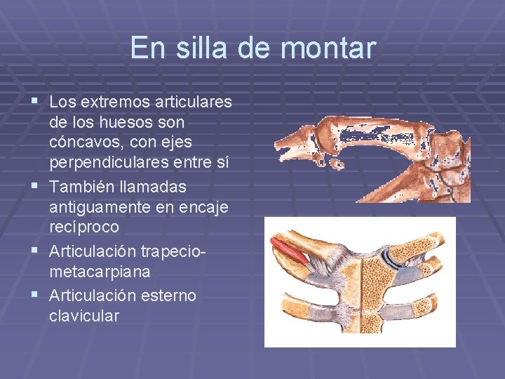 En silla de montar § Los extremos articulares de los huesos son cóncavos, con En silla de montar § Los extremos articulares de los huesos son cóncavos, con
