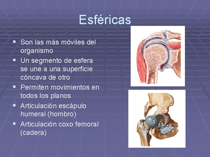 Esféricas § Son las más móviles del § § organismo Un segmento de esfera Esféricas § Son las más móviles del § § organismo Un segmento de esfera